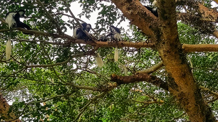 A lot of monkeys in a tree in Hawassa